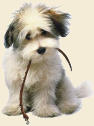 Anagrafe Canina Provinciale