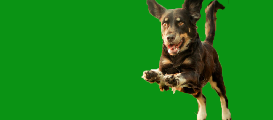 cane-01
